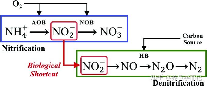 反硝化过程图片