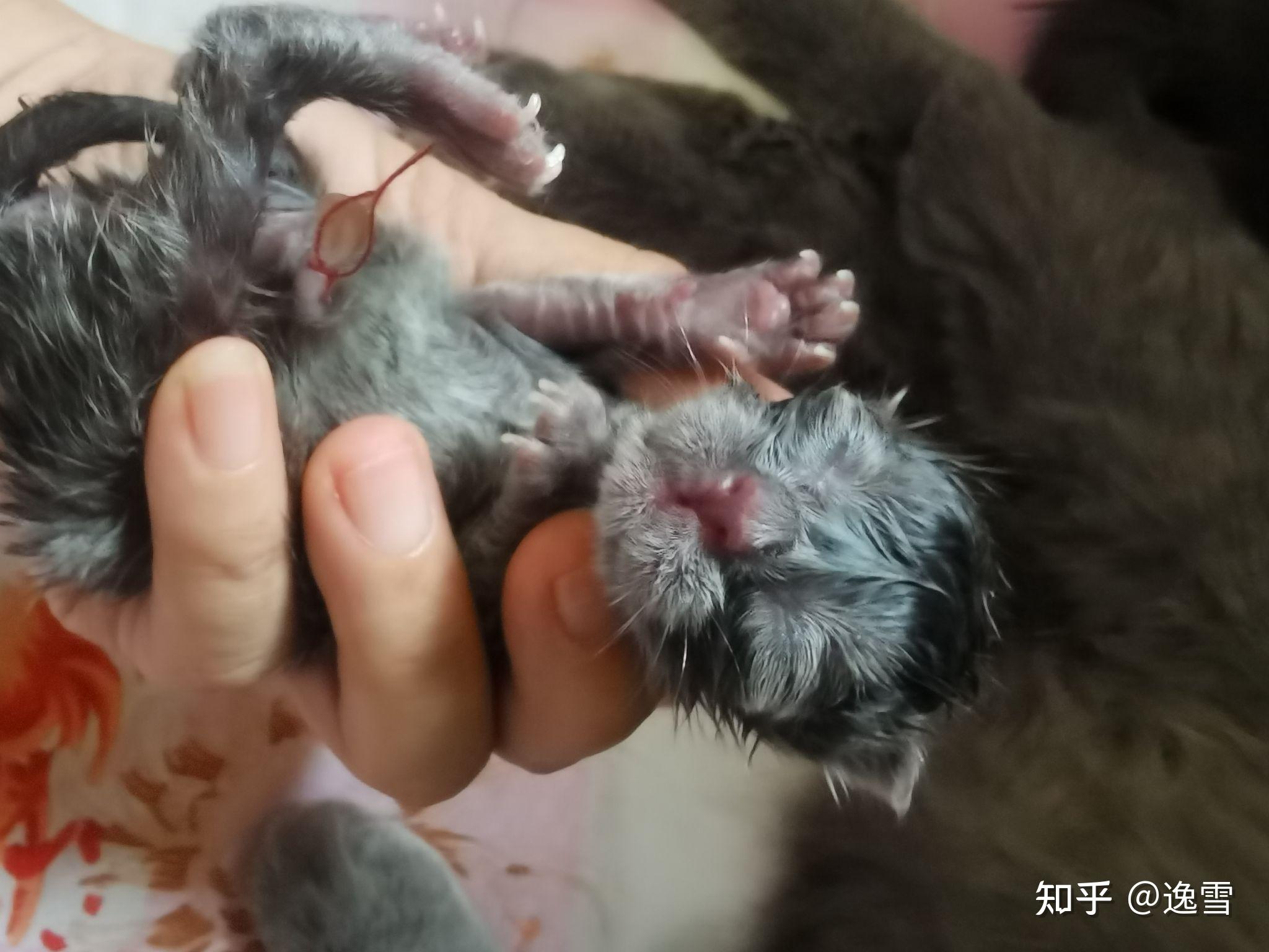 猫丁兴旺六六大顺 - 知乎