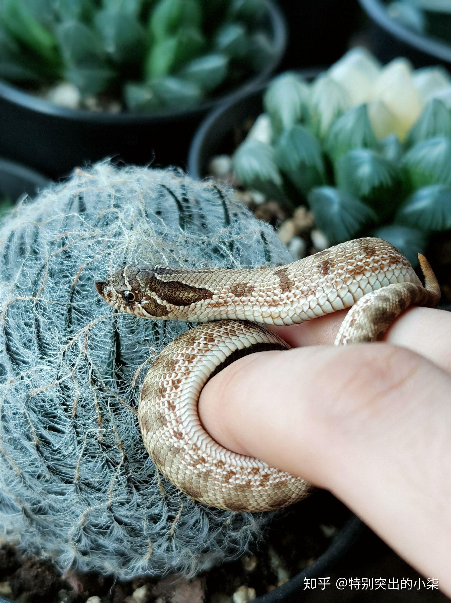 记录2016腰突2020腰突腰脱