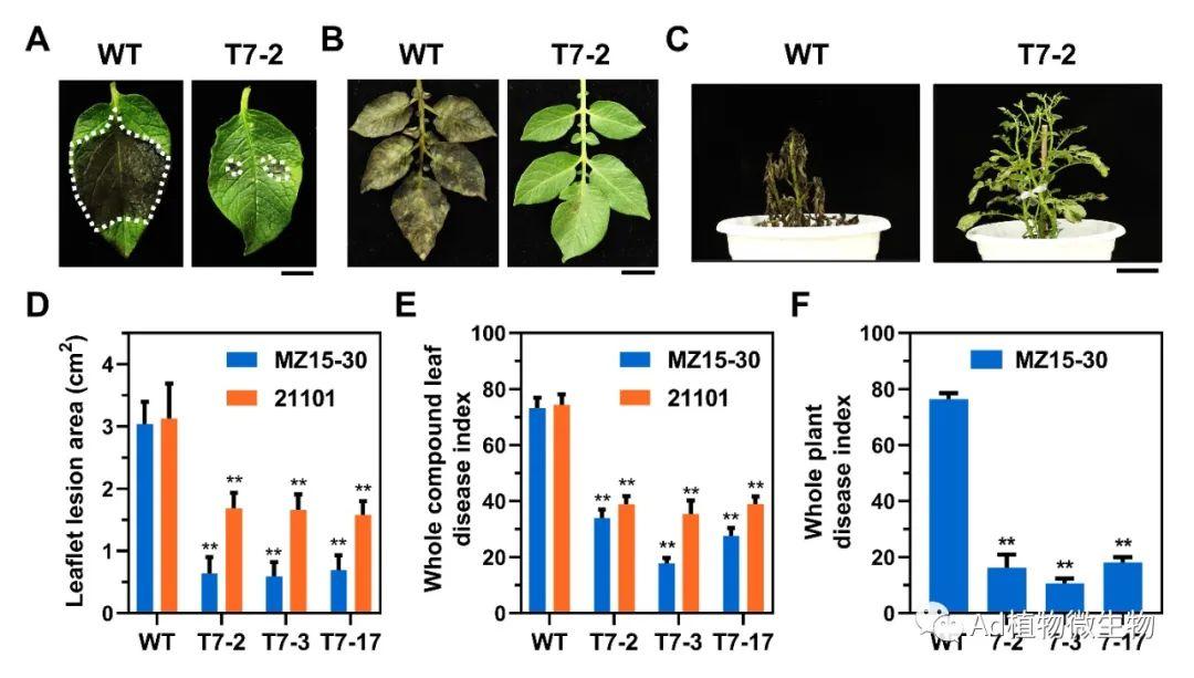 Plant Communications 南京农业大学研究揭示赋予植物持久广谱疫霉抗性的病害控制策略！ 知乎