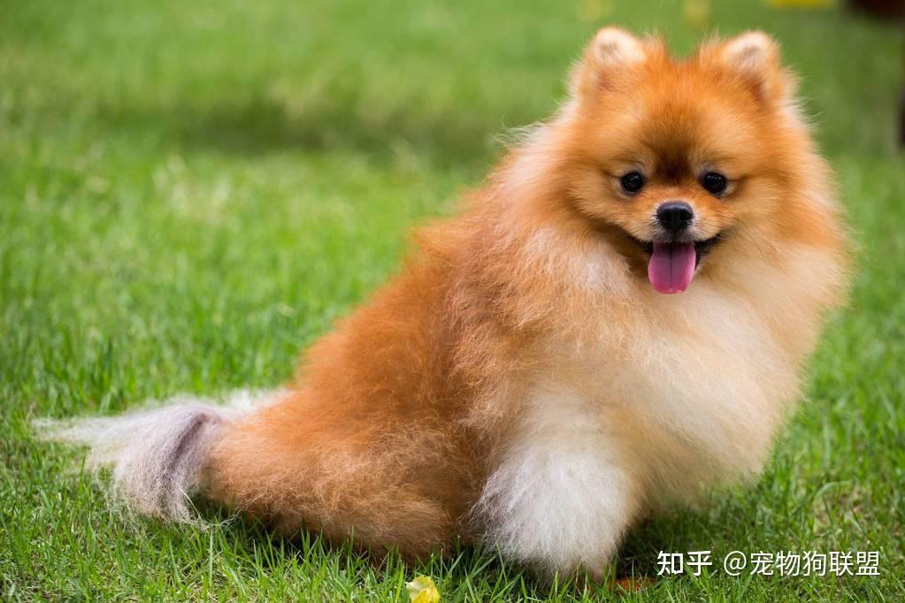 网红狗时代,"博美犬"的优缺点你又知道多少? - 知乎