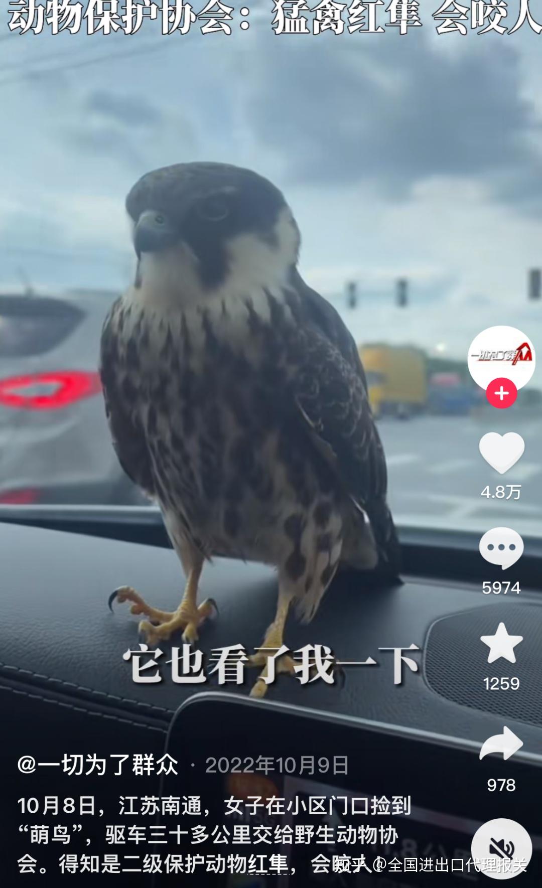 “异宠”知多少丨“空中霸王”鹰隼 - 知乎