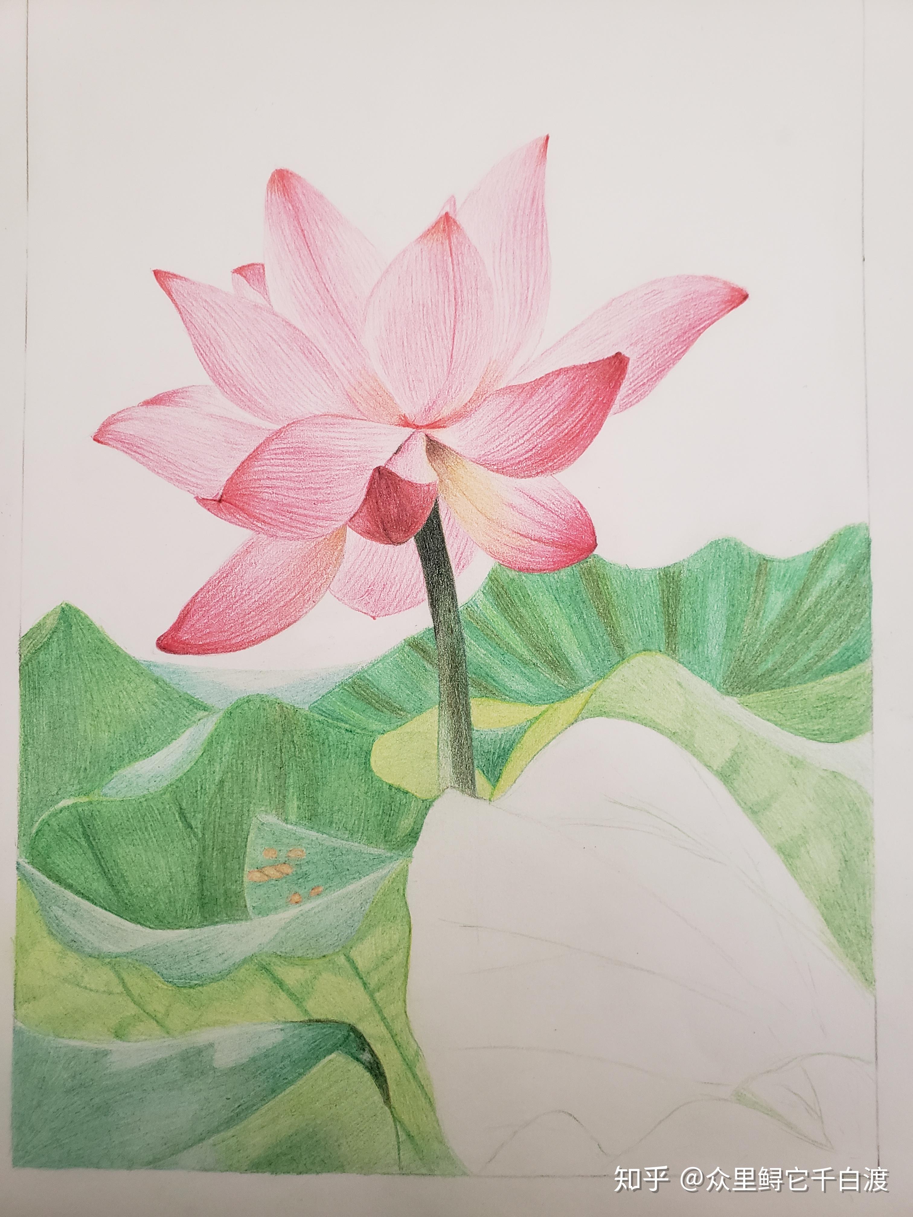 彩铅荷花 - 知乎