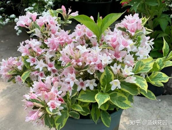 蓝妖:锦带花的养殖方法和注意事项,搞定这5点,开花翻倍 - 知乎