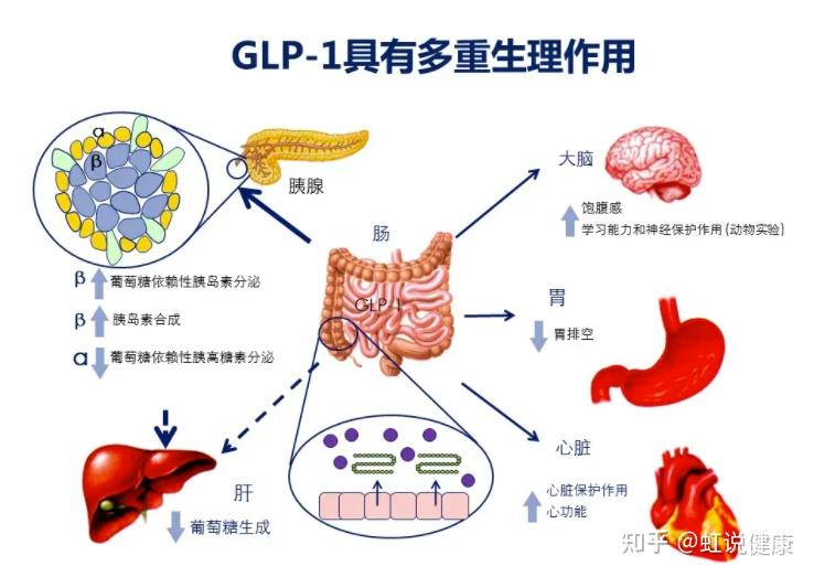 糖尿病发病机制内分泌及内分泌系统疾病的定义:由内分泌器官产生的