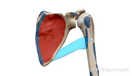 止点:肱骨小结节嵴.起点:肩胛骨下角背面.