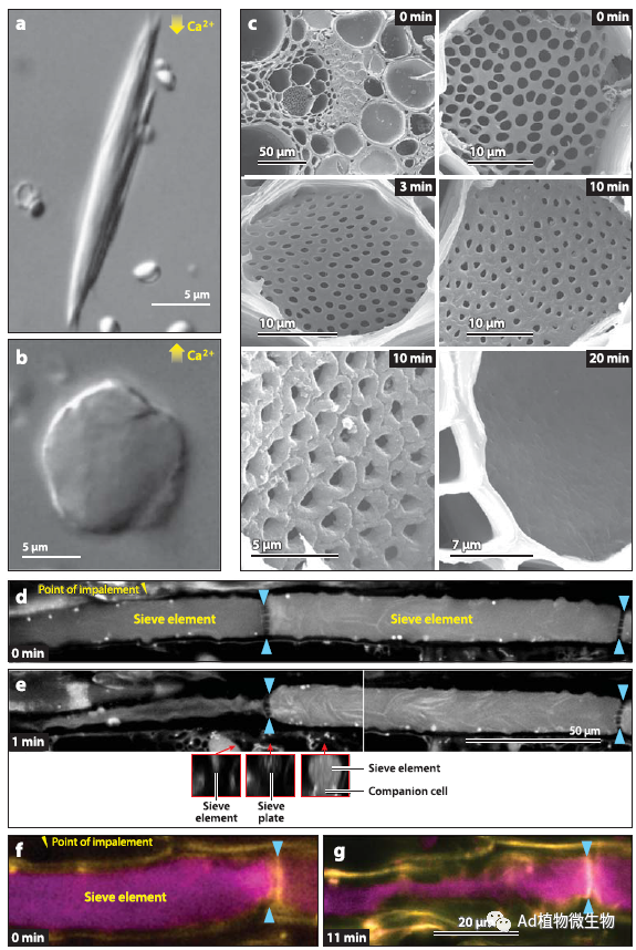 Annual Review Of Phytopathology Annual review of phytopathology
