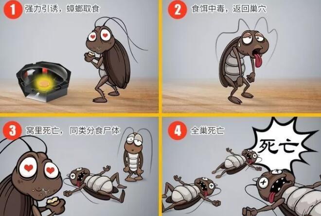 蟑螂怎么消灭最彻底小强的一千种死法