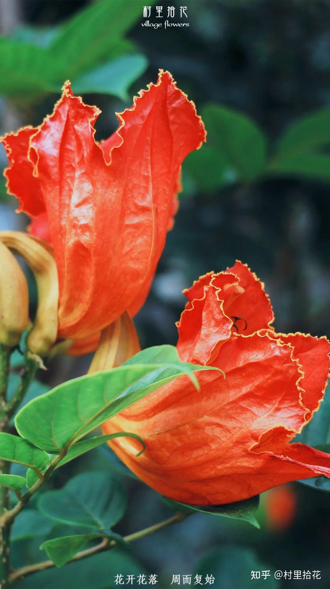 「火焰树」花开如其名，结种像杀鱼！ - 知乎