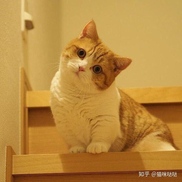 猫咪怎么看是不是折耳 v2-cc285b881b8b8eaf03c9cd27f67c5613_r.jpg