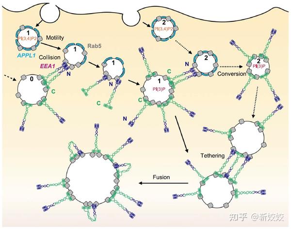 【Nat Commun】3i晶格光片显微镜辅助构建全细胞层面的内体（endosome）群体成熟模型 - 知乎