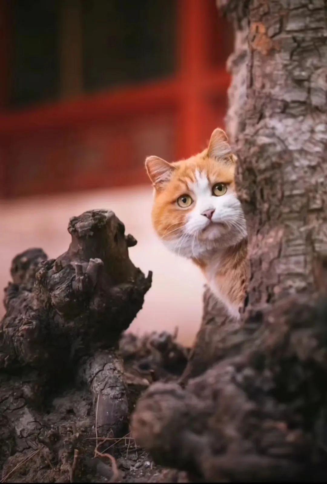 故宫当红御猫竟是恶霸网友猫设崩塌也爱你