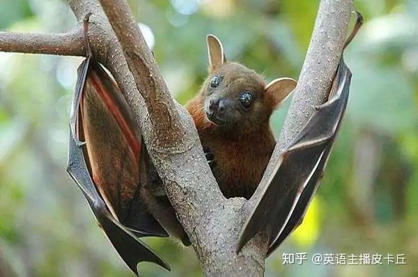 穿山甲 蝙蝠 果子狸 用英语怎么说 知乎