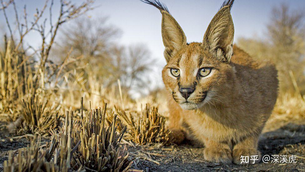 非典型bbc作品大猫日记