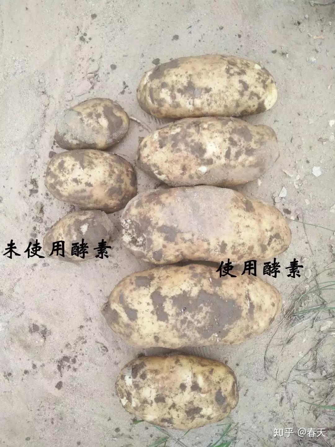 山东巴迪复合微生物酵素使用分享