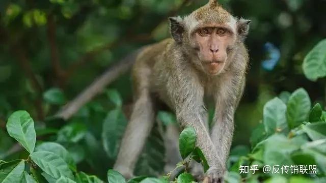 细思极恐还记得今年美国猴子逃跑的事吗该国现已订购1300万支猴痘疫苗