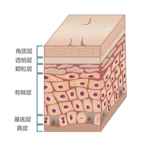 皮肤层次厚度示意图图片