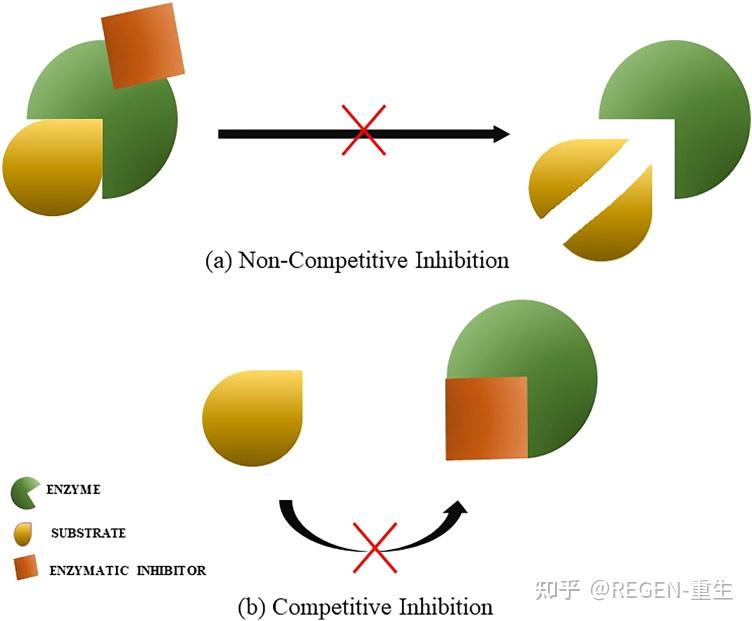 胰蛋白酶抑制剂:有前途的候选饱足蛋白作为肥胖和代谢紊乱的补充治疗? - 知乎