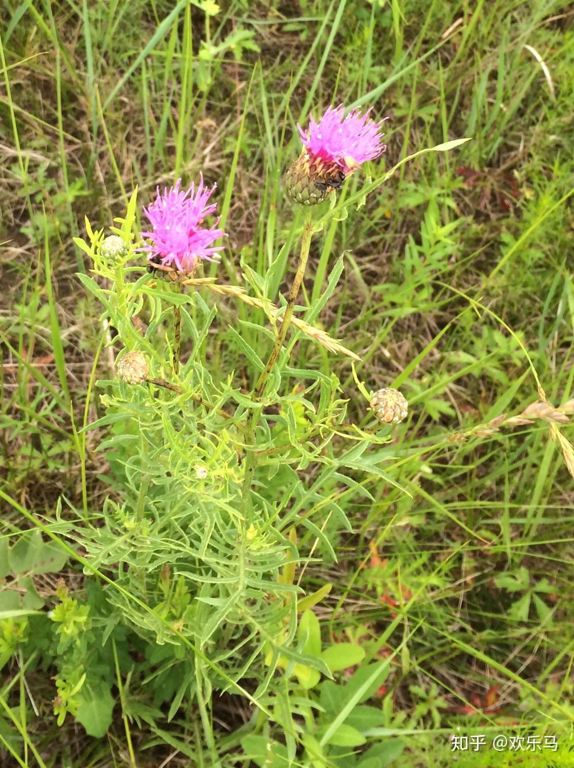 大庆野地植物44麻花头