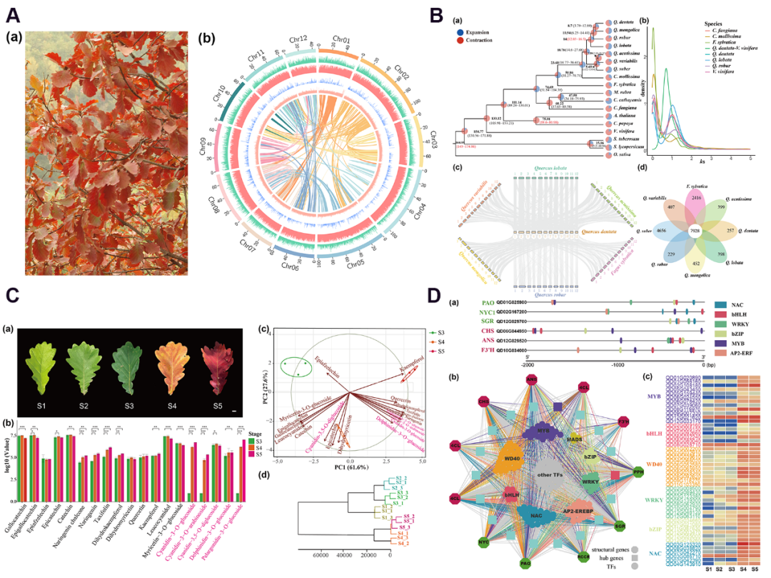 New Phytologist | 北京农学院/北京林业大学合作团队解析槲树染色体水平基因组,揭示其叶色转变的调控机制 - 知乎