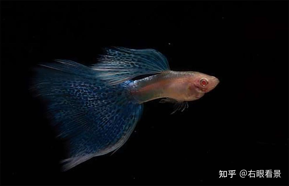 孔雀魚飼養方法很多幹貨看明白你就賺了