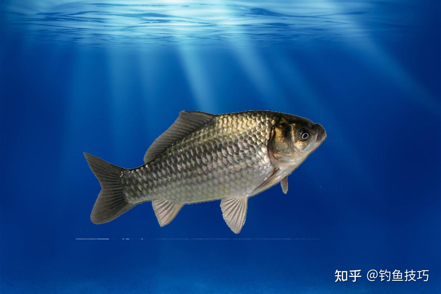 鲫鱼鲤鱼草鱼鲢鱼青鱼和罗非鱼各自喜欢的饵料味型