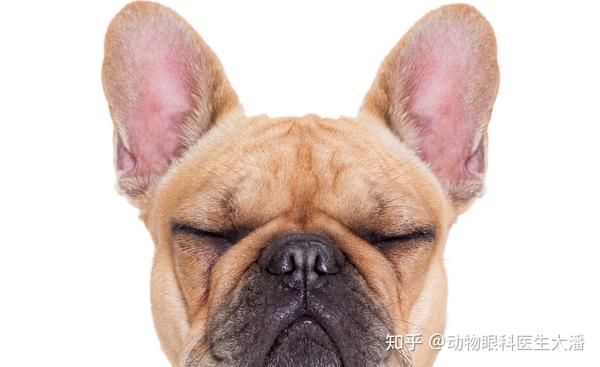 保守治疗斗牛犬角膜穿孔 又省下了一大笔费用 知乎