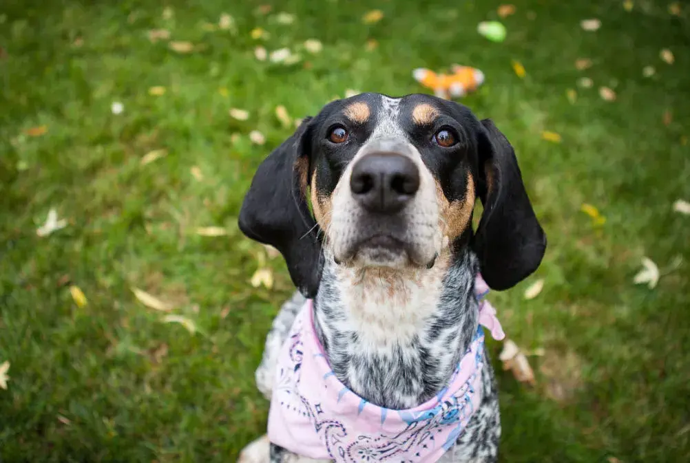在美国用大警犬和体色黑,棕黄色相间的猎狐狗育成黑-棕黄猎浣熊狗.