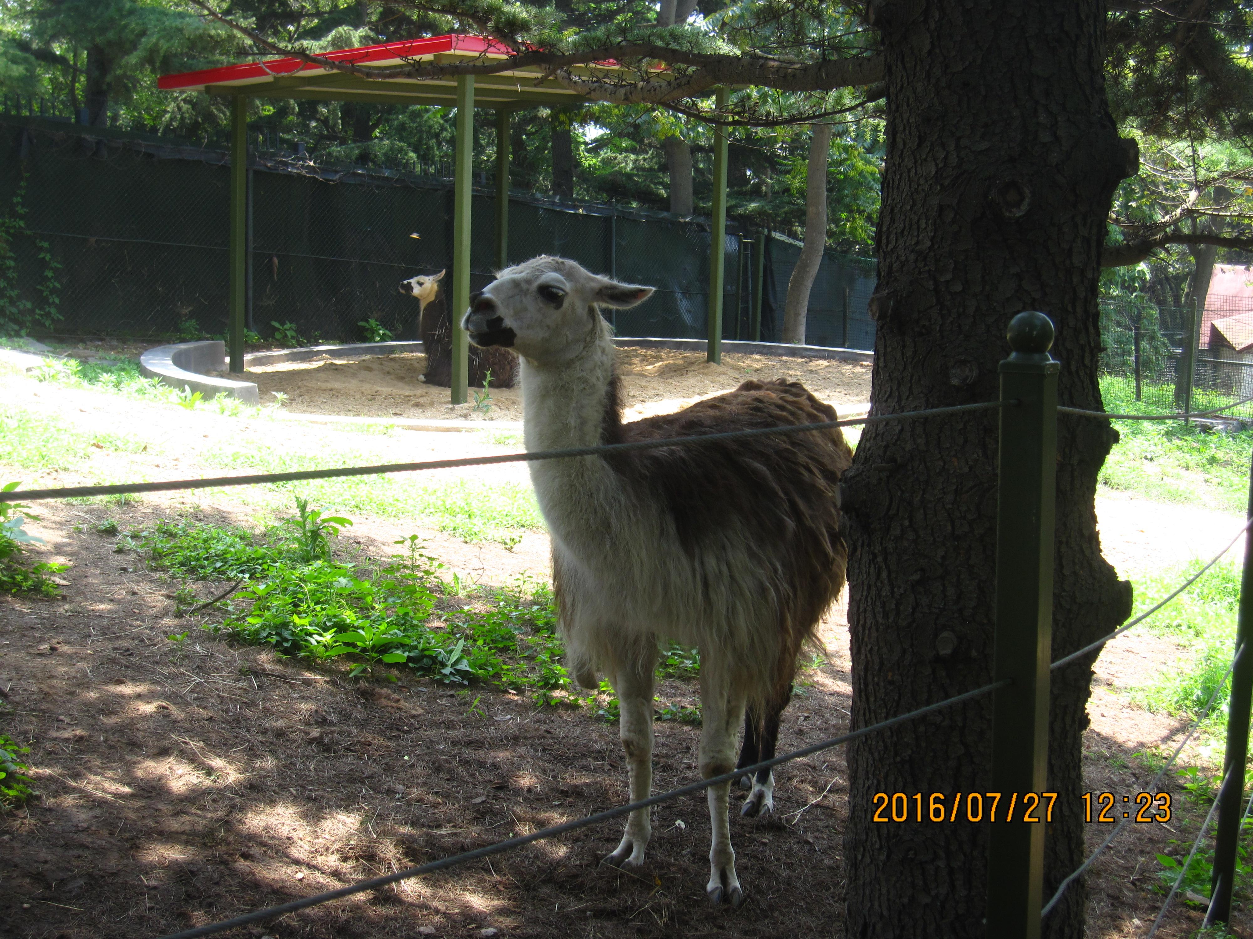 青岛动物园的马驼青岛动物园的马驼耐克:马驼 溯本