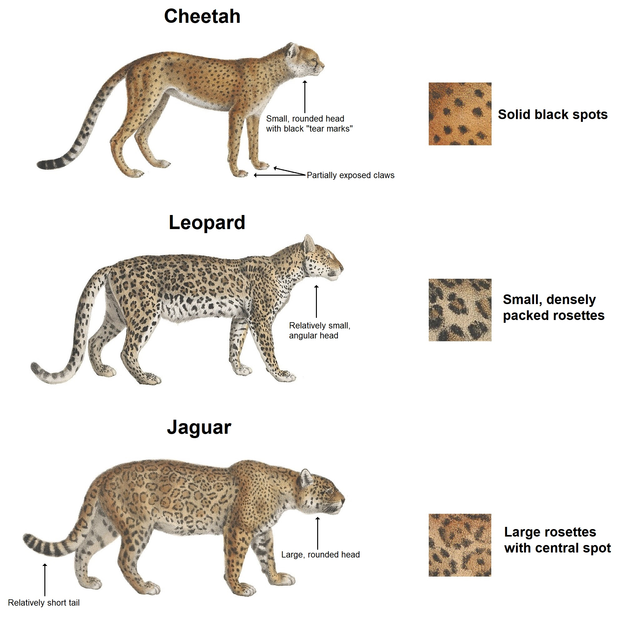 cheetah区别图片