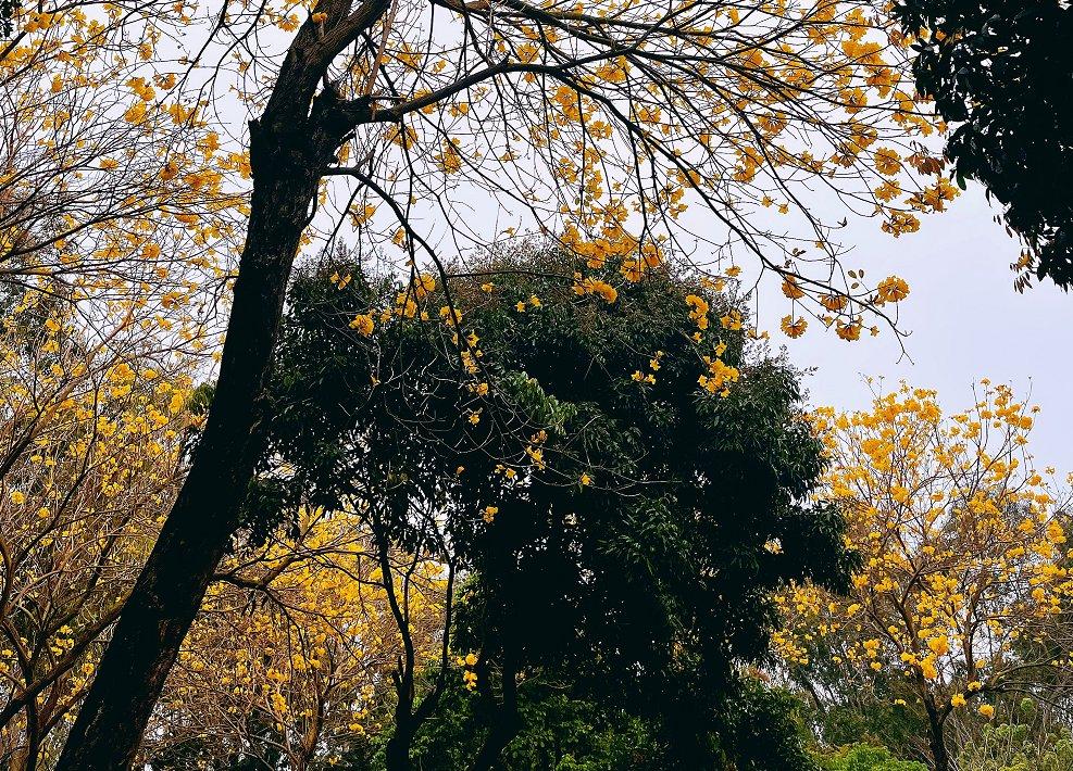 廈門忠侖公園賞花指南花海觀賞地點