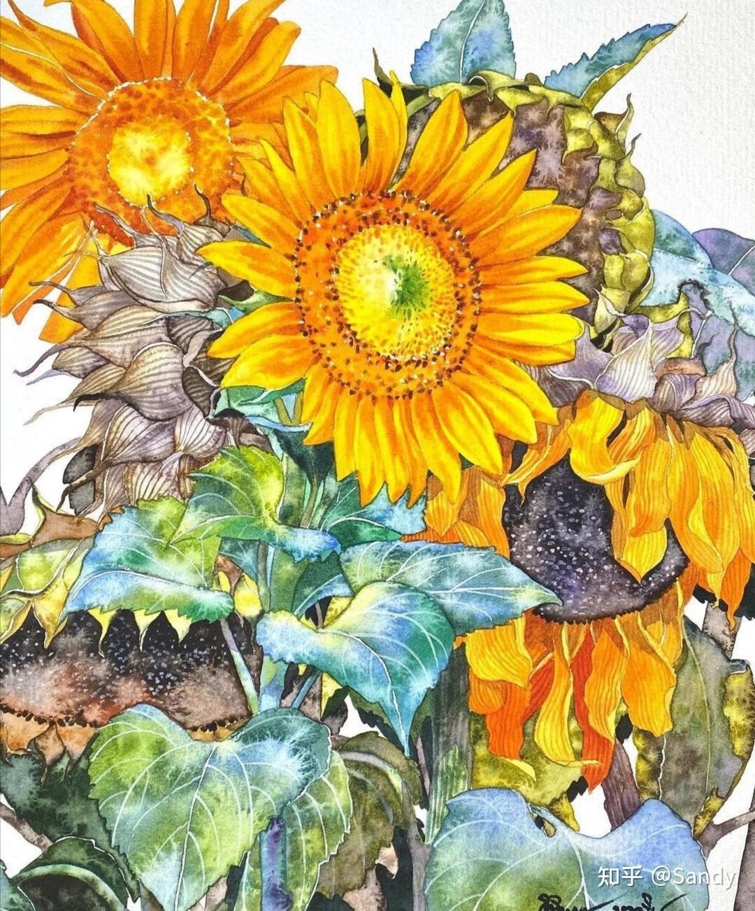 手绘水彩向日葵图片