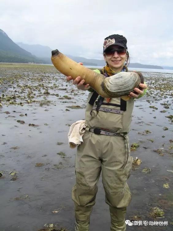 俗称象拔蚌的太平洋潜泥蛤