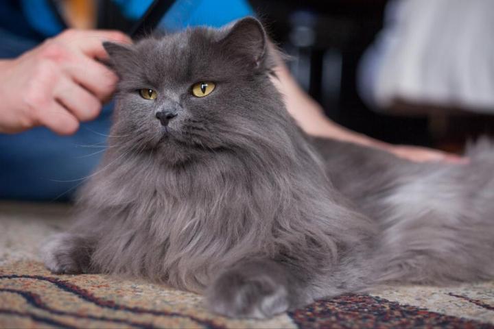 v2-cc674248fd78aba579501a8024a2bd54_1440w.jpg?source=172ae18b