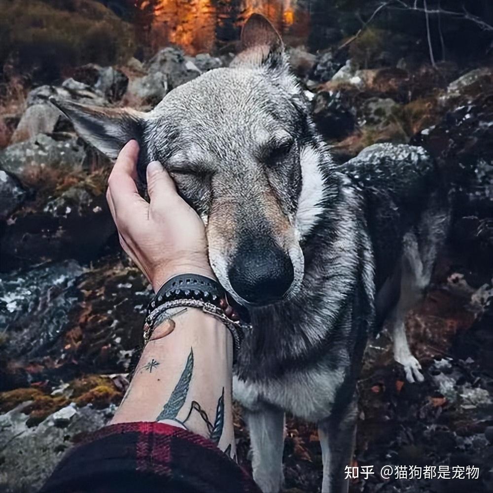 最不像狗的“捷克狼犬”,到底有什么魅力? - 知乎