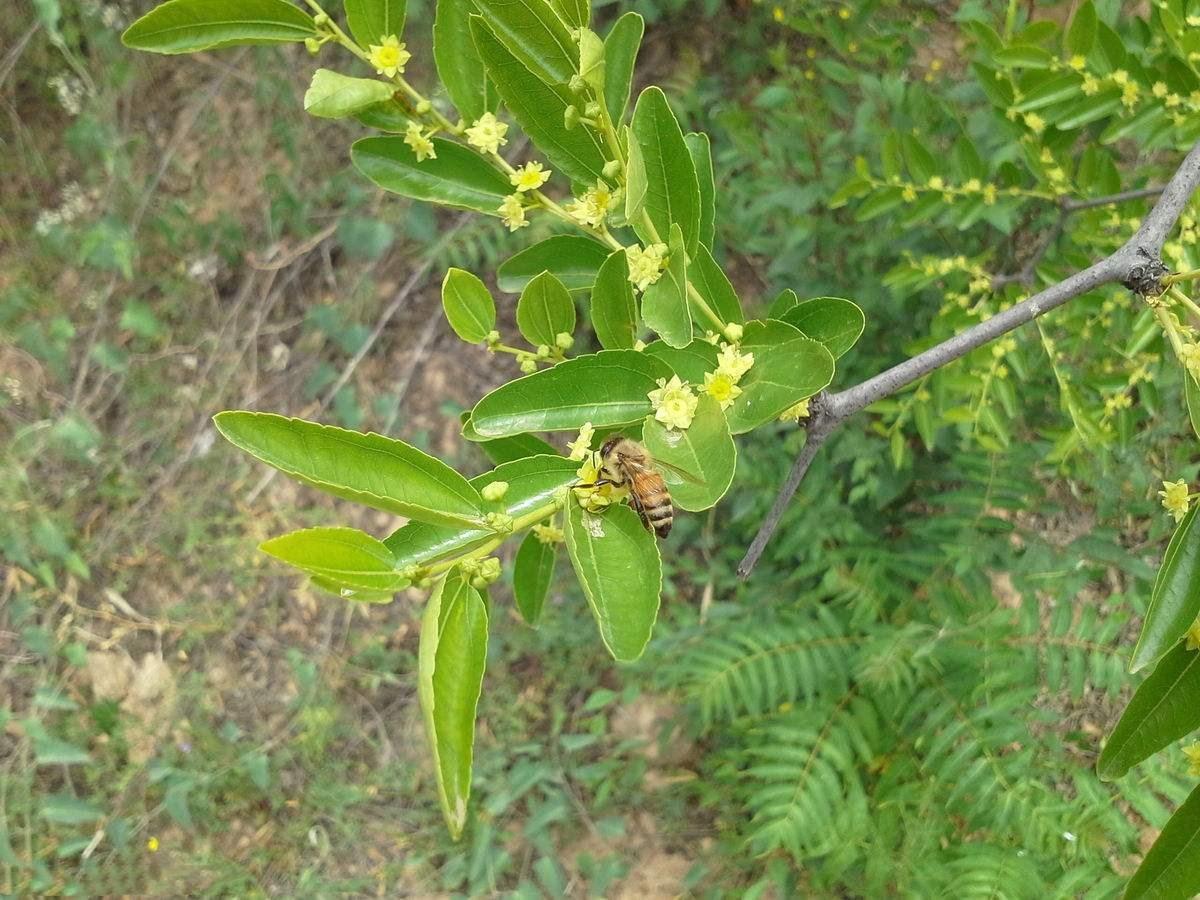 避难堡的重耳枣花开了,听当地蜂农讲解枣花蜜和槐花蜜的区别 - 知乎