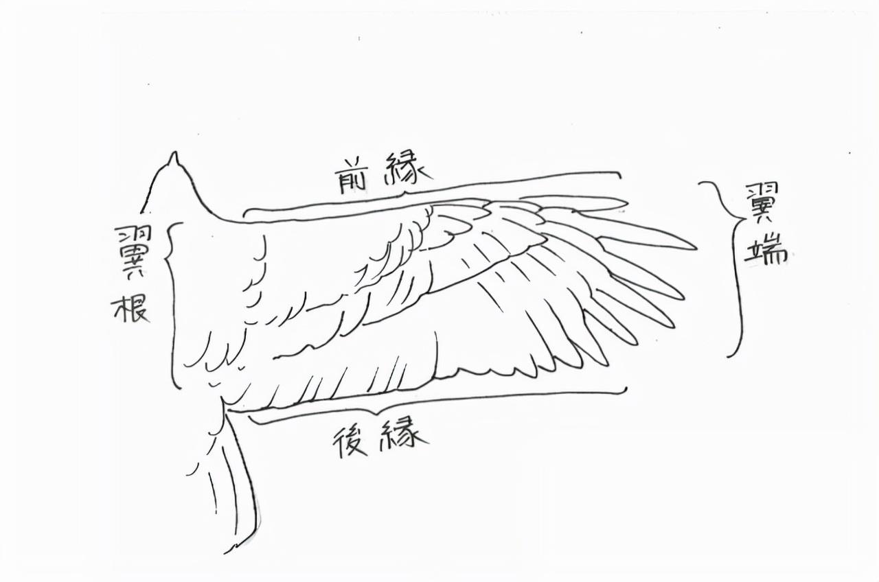 教你绘制张开飞行的鸟类翅膀画法! 