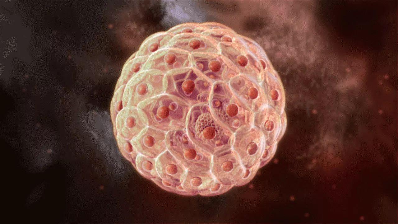 揭秘万能干细胞神奇功能无法想象