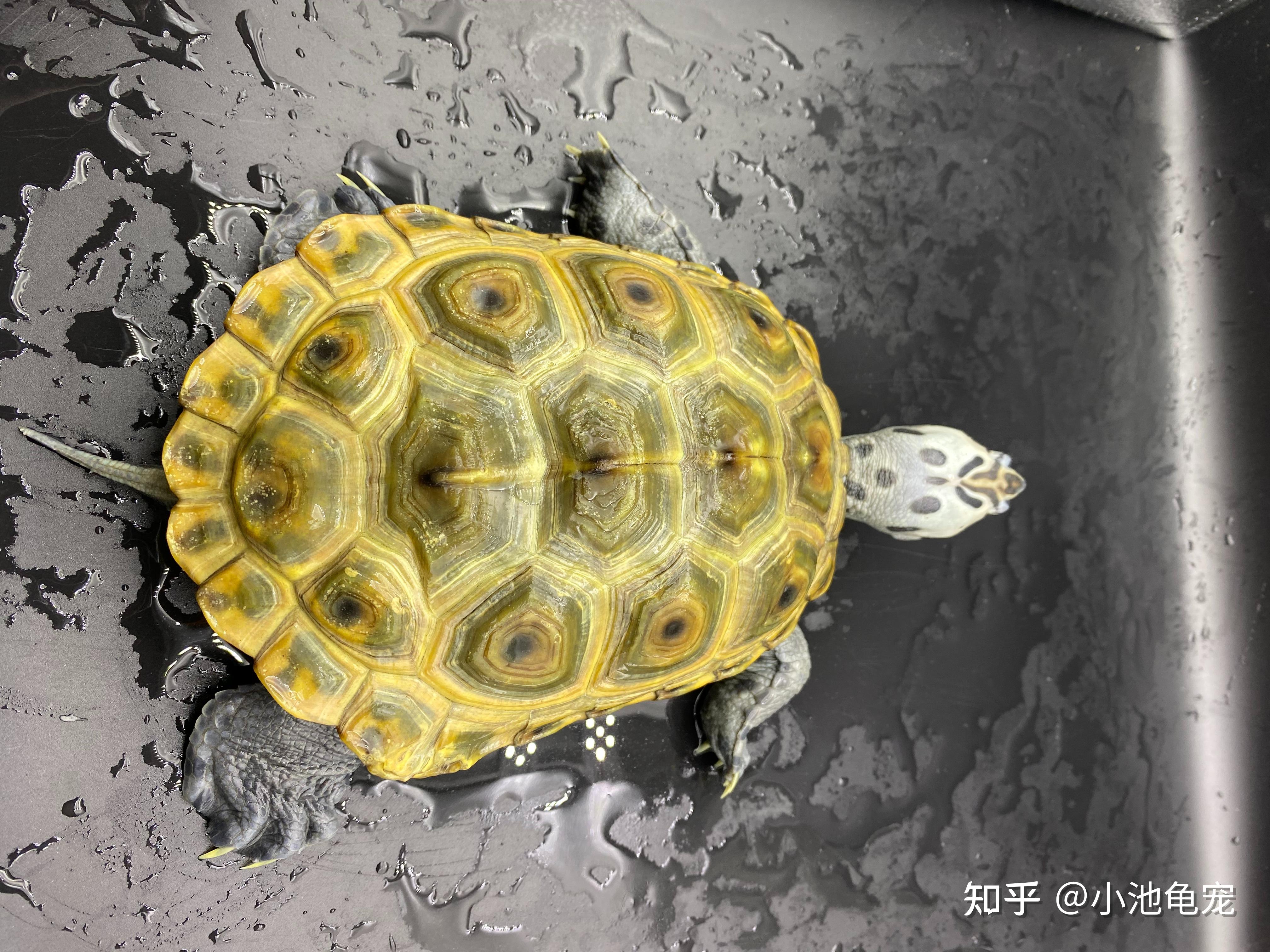 钻纹龟50问之第1问：什么是钻纹龟？ - 知乎