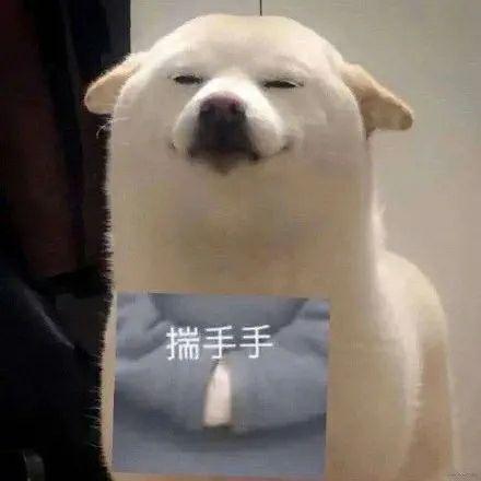 再分享一些狗狗表情包(›´ω`‹ ) - 知乎