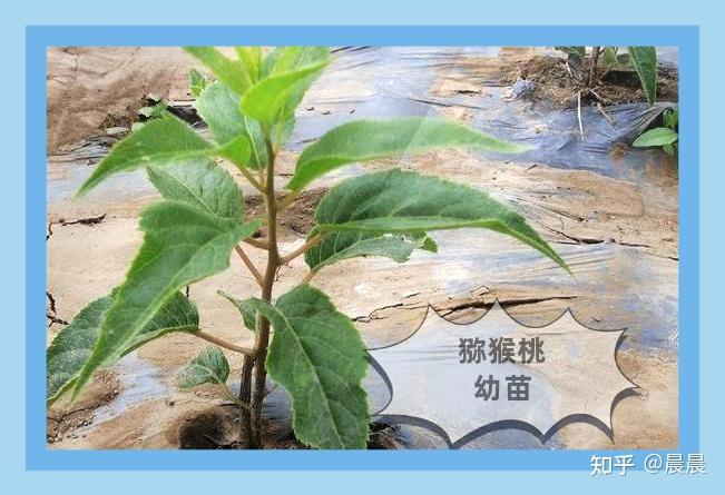 在司竹乡金官村建立猕猴桃实验站,定期观察单株的生长情况