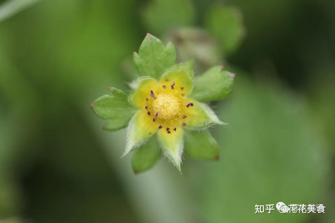 蛇莓和三叶委陵菜 - 知乎