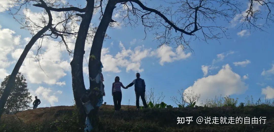二十几年的柿子树能移栽吗视频教程