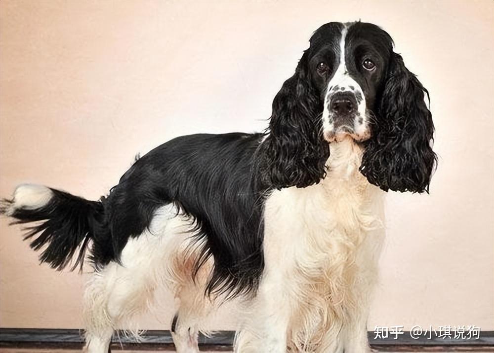 智商堪比边牧的神犬——“史宾格”,的确让人喜欢! - 知乎