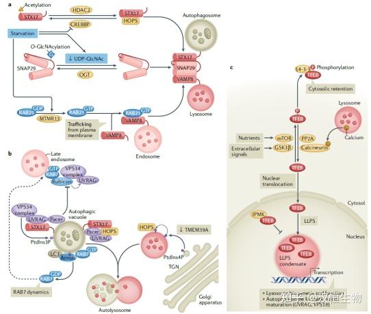 自噬研究指南|大自噬的关键——自噬溶酶体的形成（二） - 知乎