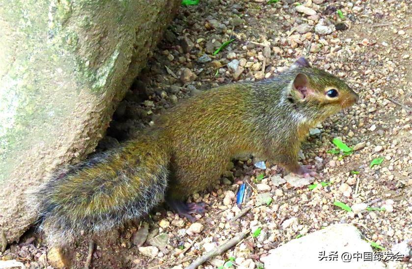 岩松鼠 | 绿会保护地科普