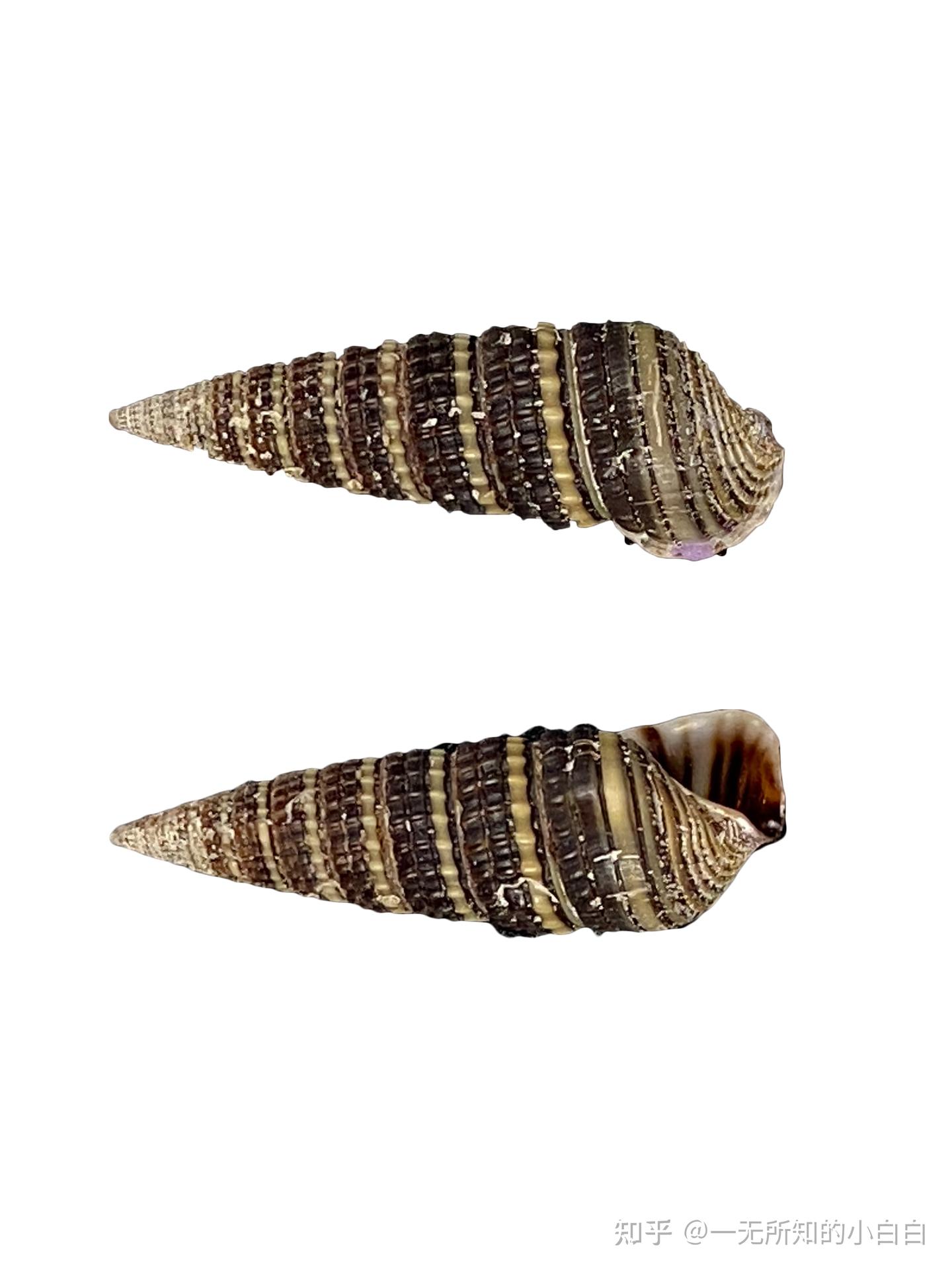 中国海洋生物 第6期 珠带拟蟹守螺 Cerithidea cingulata - 知乎