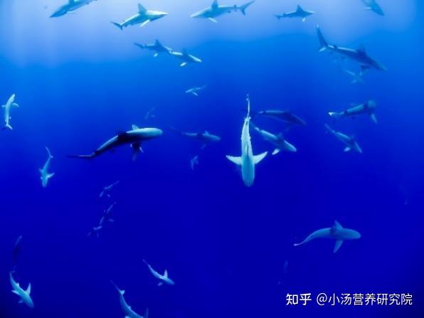 角鲨烯5大功效解密:降脂抗癌抗氧化,让你活力无限的“氧”生优选 - 知乎