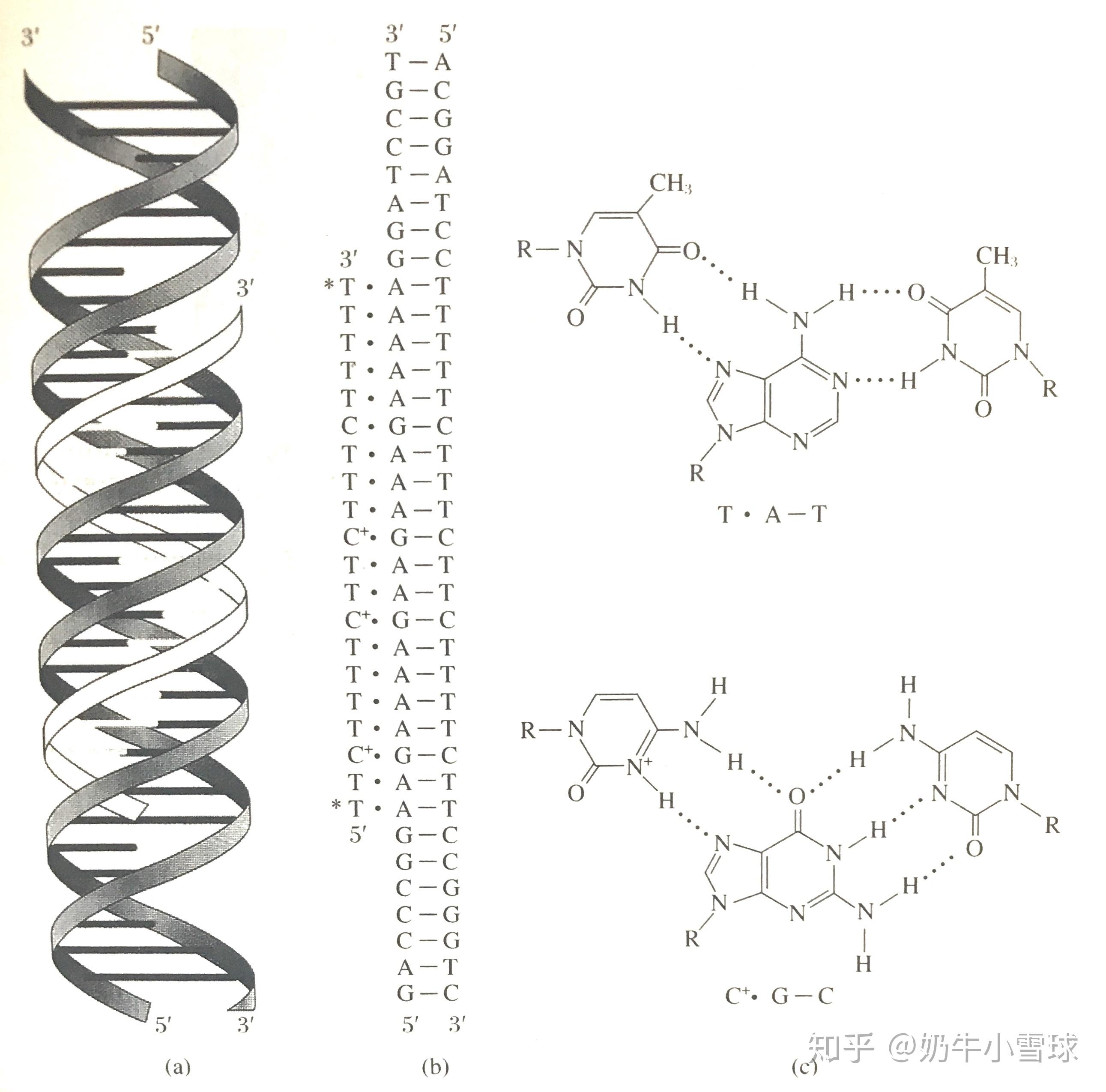 细胞:我裂开了!(1) - 知乎