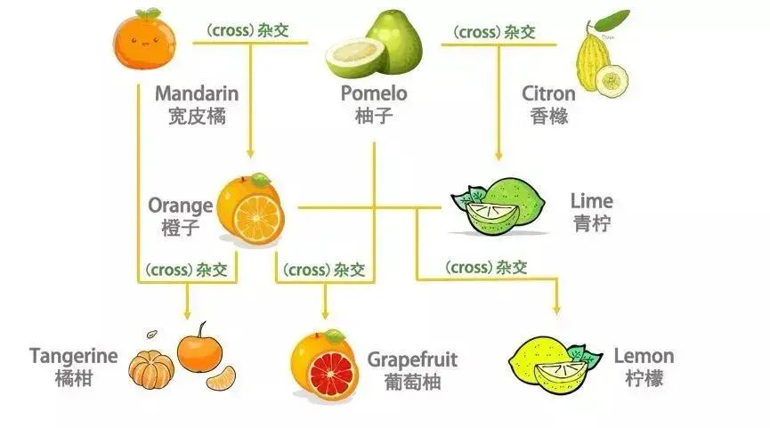 下次可别再说橘子是orange了哦~其实对于水果,因为总会出现杂交的新
